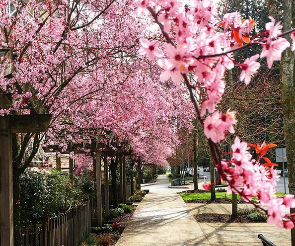 Victoria Gardens - Victoria Flower Count